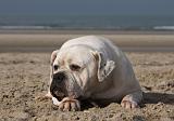 BOULEDOGUE AMERICAIN 160